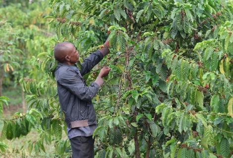 A resident of Mubende who recently got compensation check on his coffee plantation