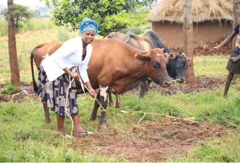 Violet attends to her cattle.