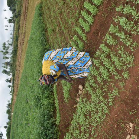 Esther showing a nursery bed of cabbage and Sukuma.