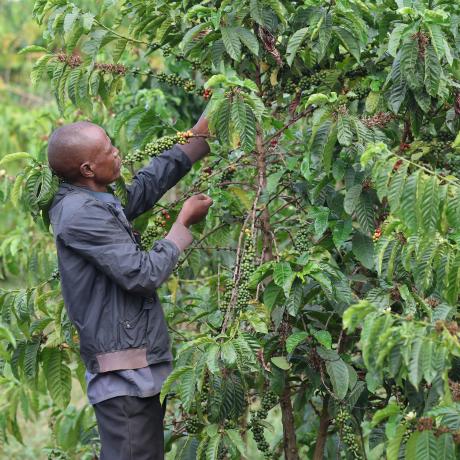 A resident of Mubende who recently got compensation check on his coffee plantation