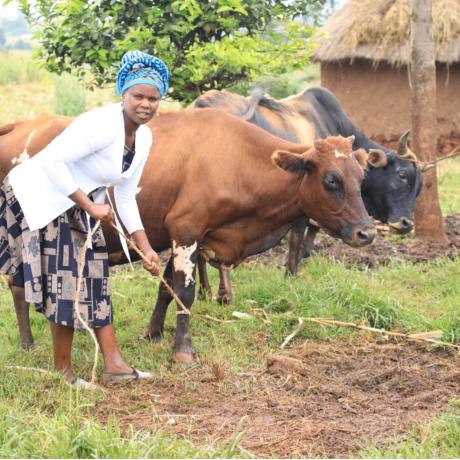 Violet attends to her cattle.