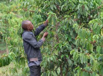 A resident of Mubende who recently got compensation check on his coffee plantation