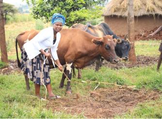 Violet attends to her cattle.