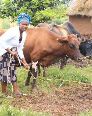 Violet attends to her cattle.